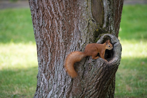 Eu quero minhas nozes. O esquilo senta-se na cavidade do tronco da árvore. Esquilo-vermelho no parque. Animal peludo fofo no ambiente natural. Vida selvagem e fauna. Natureza e ao ar livre.