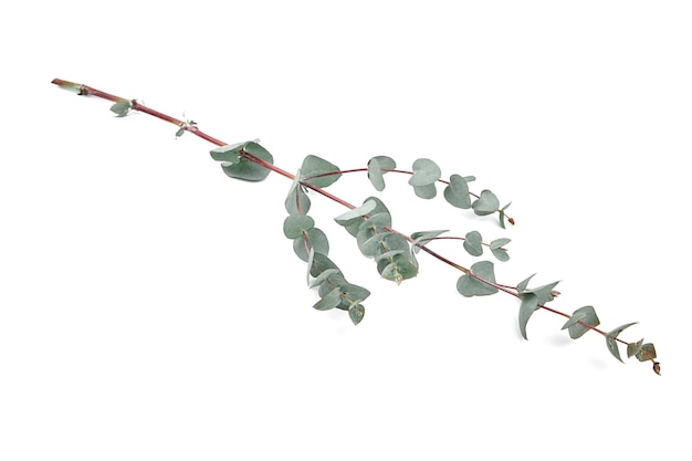 Eucalipto deixa ramo verde fresco com folhagem isolada