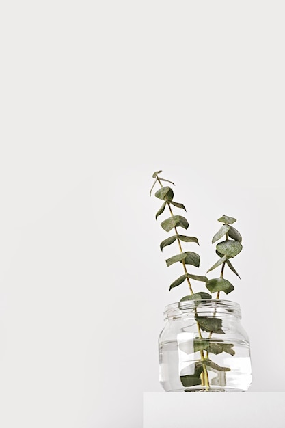Foto eucalipto en frasco de vidrio en un podio blanco concepto de fragancias de primavera estilo minimalista ángulo bajo