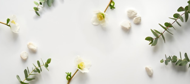 Eucalipto de invierno y flor blanca de Helleborus. Imagen de pancarta panorámica. El piso de invierno yacía con ramitas de eucalipto de hoja perenne y rosa de invierno o flor de rosa cuaresmal en blanco.