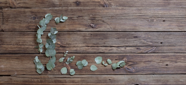 Eucalipto sobre fondo de banner de madera oscura antigua