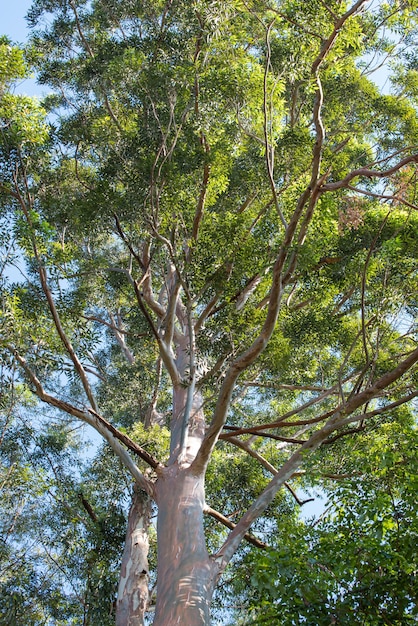 Eucalyptus, uma grande árvore de eucalipto em um parque no Brasil, foco seletivo.