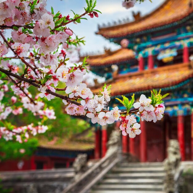 La eufonía sagrada de los pétalos Los templos chinos abrazan el florecimiento de las flores de cerezo