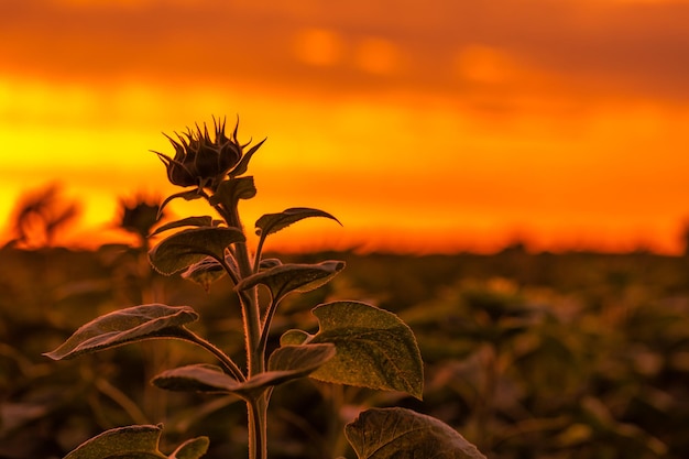 La euforia del girasol Campos de felicidad bajo el lienzo de la puesta de sol