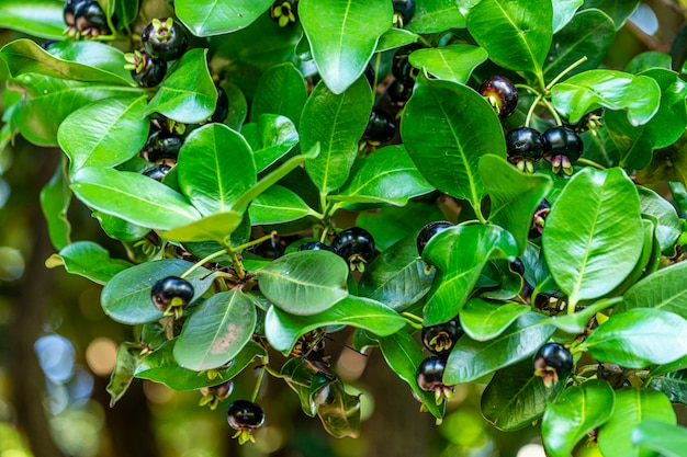 Eugenia brasiliensis, com os nomes comuns cereja do Brasil e grumichama.