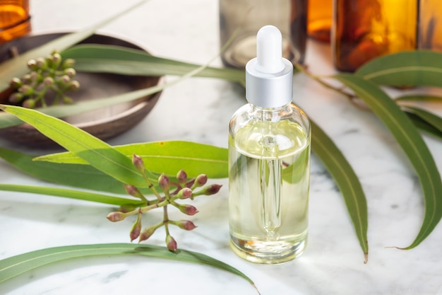 Eukalyptus ätherisches Öl. Eukalyptusöl für Hautpflege, Aromatherapie, Spa, Kräutermedizin