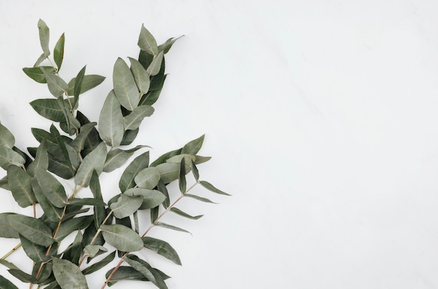 Eukalyptus auf weißem Marmorhintergrund
