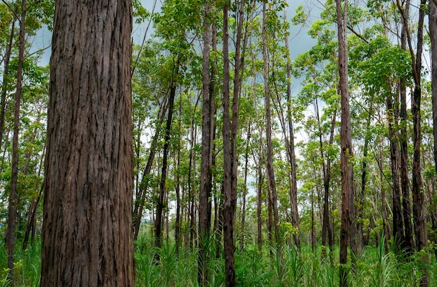 Eukalyptus-Pellita-Wald in Gunung Kidul Yogyakarta Indonesien