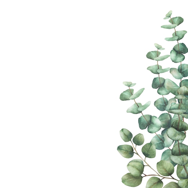 Eukalyptus-Pflanzen-Karten-Vorlage Aquarell-Arrangement Grün-Silber-Dollar-Baumzweige mit runden