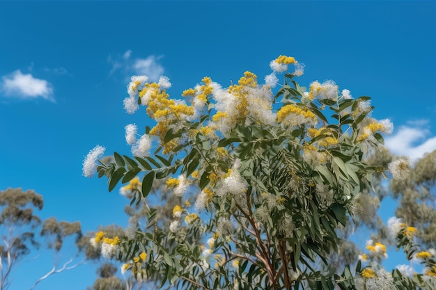 Eukalyptusbaum blüht mit weißen und gelben Blüten im Hintergrund eines blauen Himmels