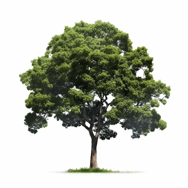 Eukalyptusbaum mit isoliertem Hintergrundbaum 3D-Rendering
