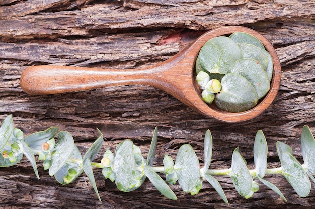 Eukalyptusblätter auf dem Tisch close up Eukalyptus