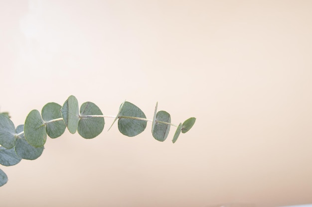 Eukalyptusblätter auf farbigem Hintergrund Blaugrüne Blätter auf Ästen für abstrakten natürlichen Hintergrund oder Poster