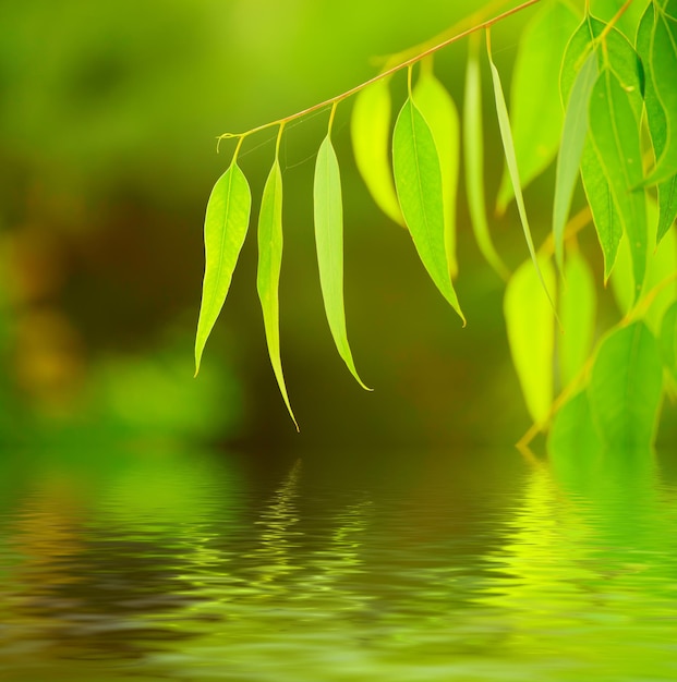 Eukalyptusgrün verlässt abstrakten Hintergrund mit Wasserreflexion und Kopienraum