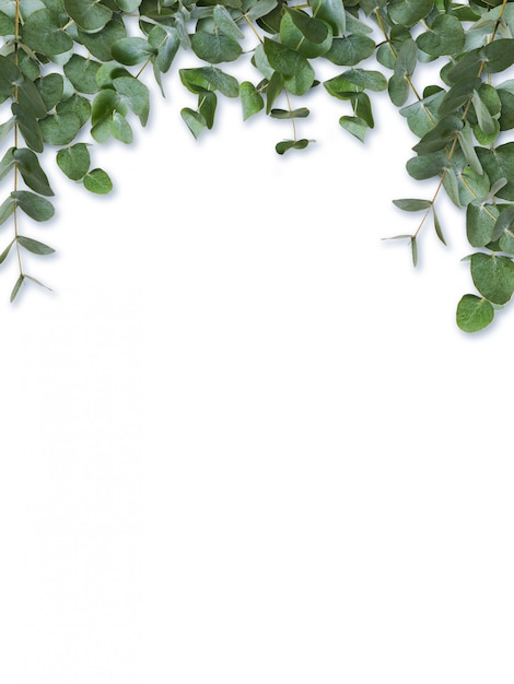 Eukalyptusgrüne Blätter und Zweige isoliert auf Weiß