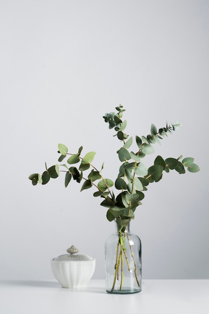 Foto eukalyptuspflanze im transparenten vasenhintergrund