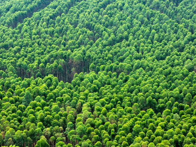 Eukalyptusplantage in Brasilien - Zellulosepapier-Landwirtschaft - Luftaufnahme