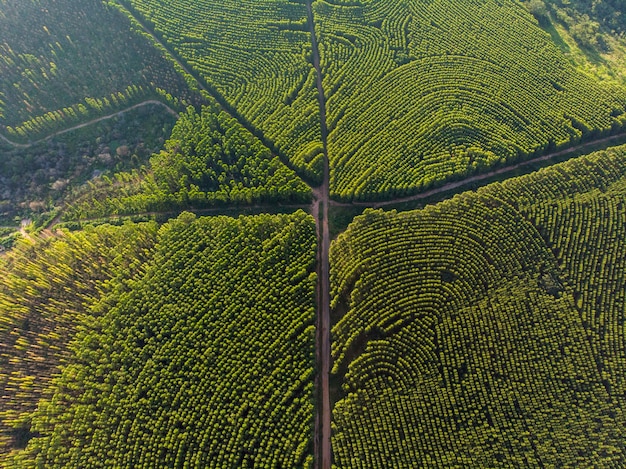 Eukalyptusplantage in Brasilien.