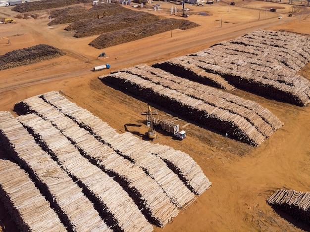 Eukalyptusstämme in einer löslichen Zellulose- und Spezialzelluloseanlage