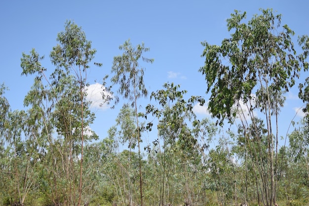 Eukalyptuswald auf Himmelshintergrund