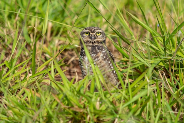 Foto eule auf dem grasfeld