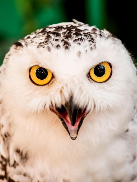 Eule, Nachtvogel im Wald