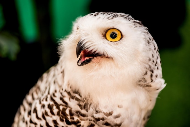 Eule, Nachtvogel im Wald