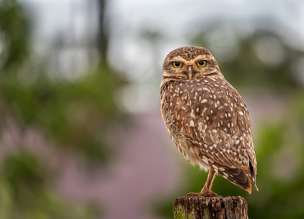 Eule sitzt auf einem Baum im Freien