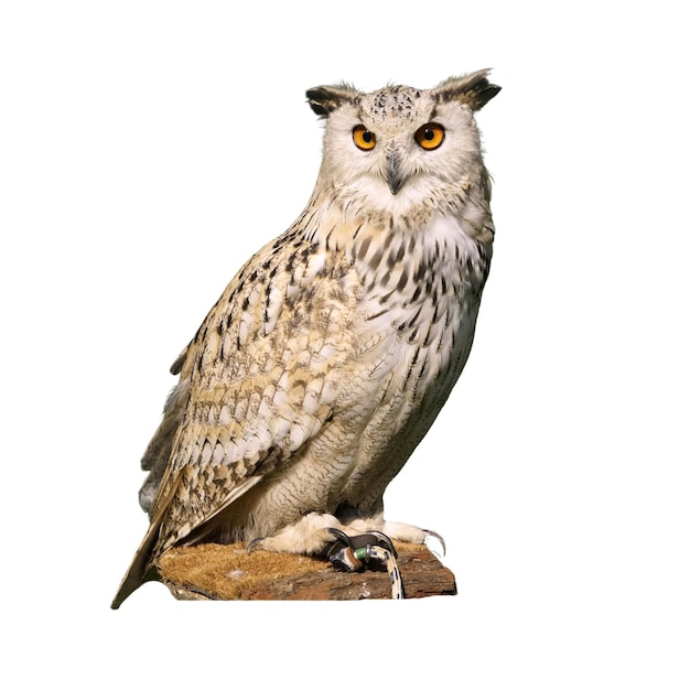 Eulen-Entwurf