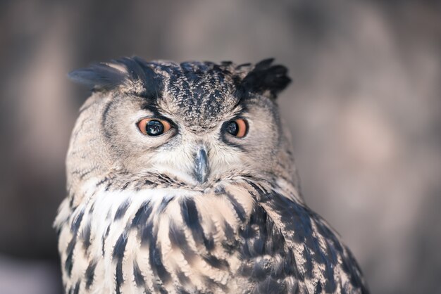 Eulen sind die bekanntesten nachtaktiven Vogelarten.