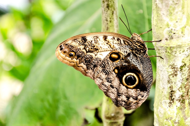 Eulenfalter (Caligo Memnon), Lepidopteron.