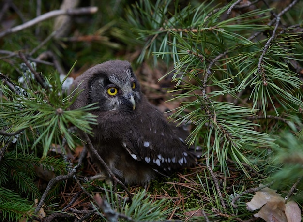 Eulenkükennahaufnahme im Gras im Wald nahe einem Baum