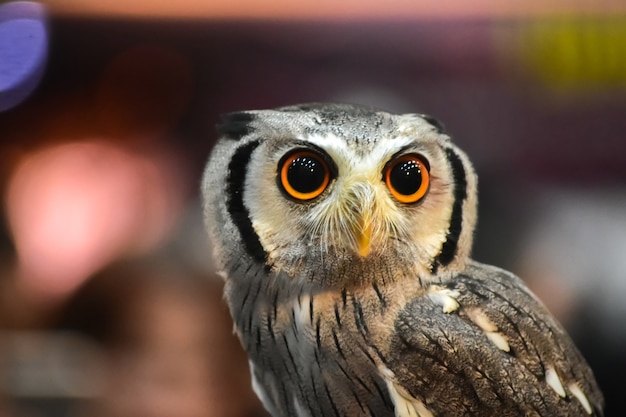 Eulenporträt im Zoo