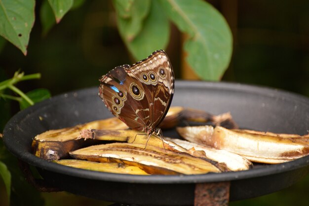 Eulenschmetterling (caligo memnon) ernährt sich von Bananen