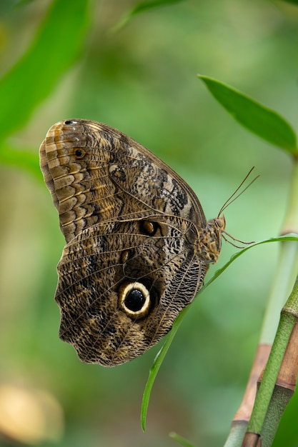 Eulenschmetterling in einem Park in Südamerika.