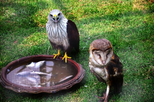 Eulenvogel und Adlerfalkenvögel stehen auf Grasboden im Käfig für thailändische und ausländische Reisende, die reisen, besuchen und im Parkzoo im Bangpu Recreation Center in Samut Prakan Thailand suchen