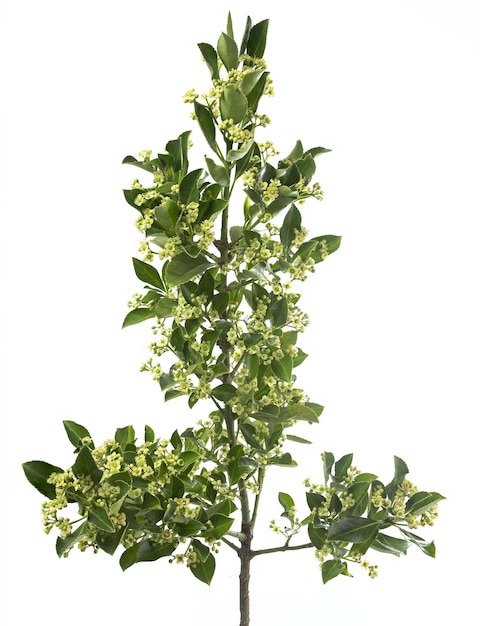 Euonymus carnosus llamado la planta de árbol de huso de flores carnosas tiro de estudio