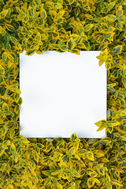 Euonymus deja fondo de follaje de ramas ornamentales de hojas amarillas y verdes con tarjeta en blanco