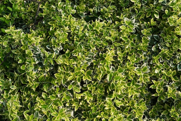 Euonymus fortunei, Wintercreeper, Spindel oder Kletter-Euonymus