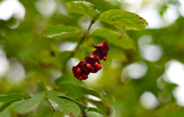 Euonymus maximowicziana Prokh wächst im russischen Fernen Osten