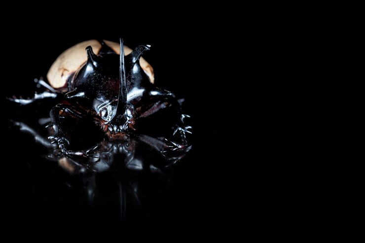 Foto eupatorus gracilicornis ou besouros de hércules