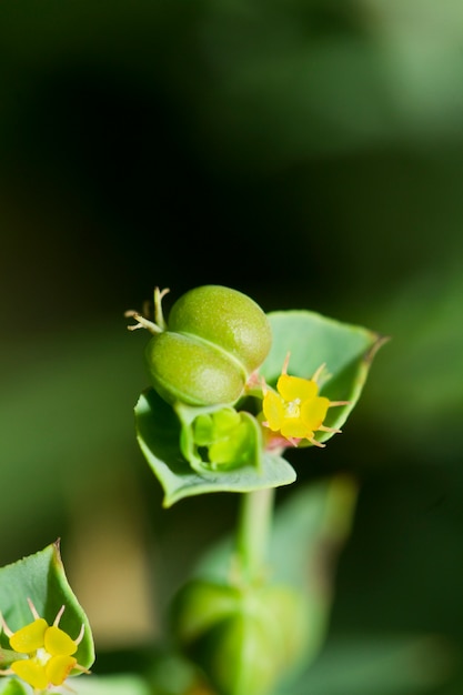 Foto euphorbia boetica boiss