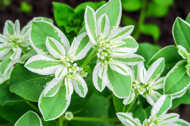 Euphorbia bordeada crece en una cama en un jardín de flores. concepto de cultivo de flores