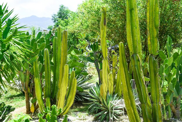 Euphorbia canariensis, comúnmente conocida como tártago canario, club Hércules