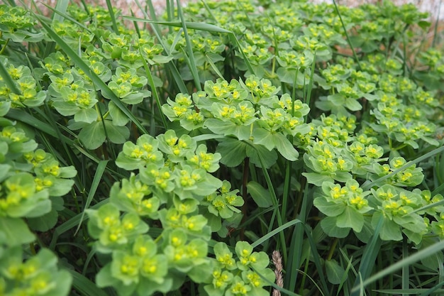 Foto euphorbia florescente spurge euphorbiaceae euphorpia serrata serrado tintern spurge sawtooth