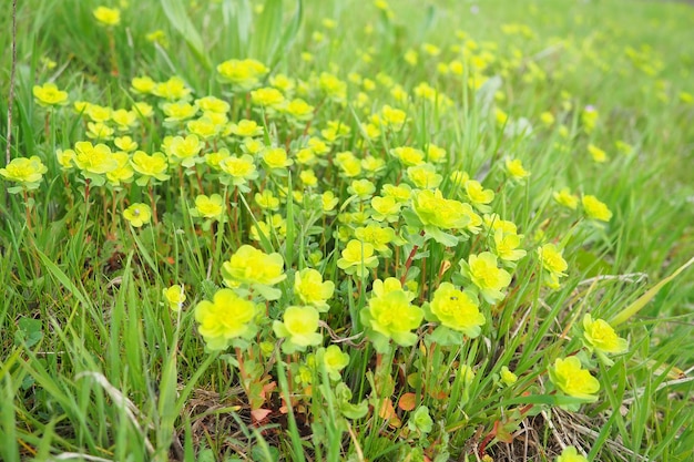 Foto euphorbia florescente spurge euphorbiáceas euphorpia serrata serrada tintern spurge sawtooth spurge vertical erva perene nas extremidades dos galhos há inflorescências de pequenas flores