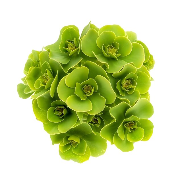 Euphorbia Flower Com verde suave e cor fresca as flores Clipart isoladas em branco BG Natural