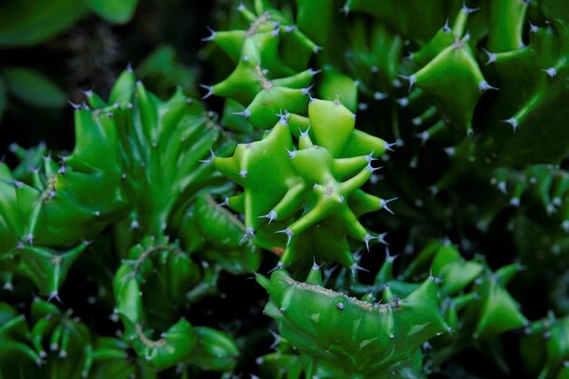 Foto euphorbia lactea cactus en el jardín suculento con thons afilados kaktus laktea