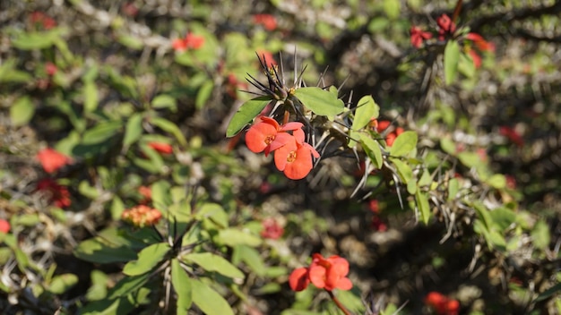 Euphorbia milii auch bekannt als Dornenkrone Christi Pflanze etc