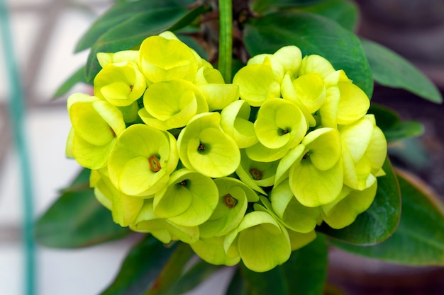 euphorbia milii desmoul en blanco y rosa